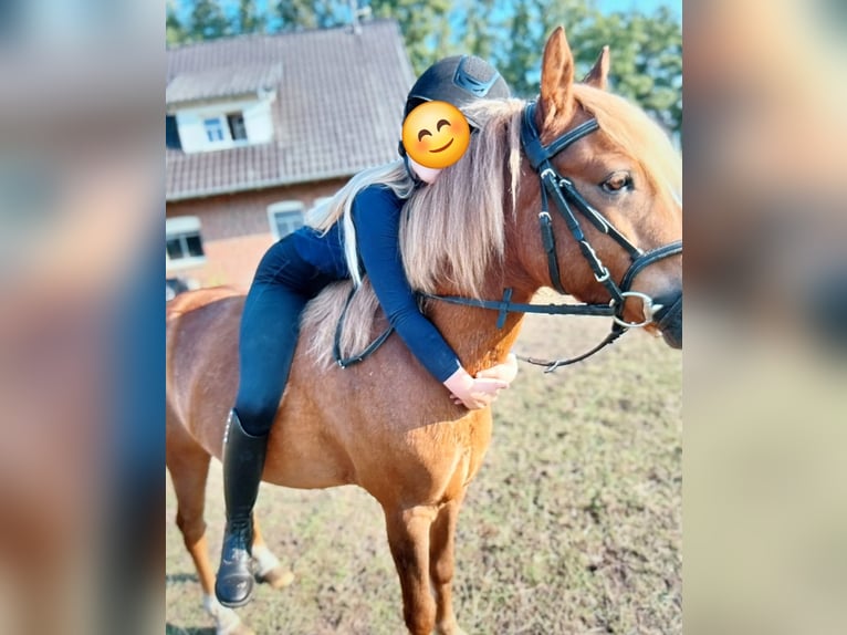 Niemiecki kuc wierzchowy Mix Wałach 7 lat 130 cm Kasztanowata in Nordhorn