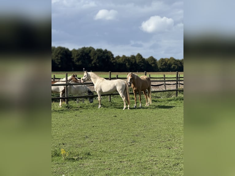 Niemiecki kuc wierzchowy Wałach 7 lat 142 cm Cremello in Bergheim