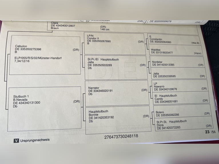 Niemiecki kuc wierzchowy Wałach 7 lat 145 cm Siwa jabłkowita in Ibbenb&#xFC;renIbbenb&#xFC;ren
