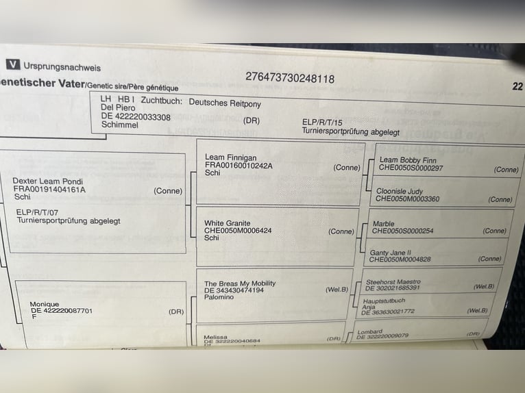 Niemiecki kuc wierzchowy Wałach 7 lat 145 cm Siwa jabłkowita in Ibbenb&#xFC;renIbbenb&#xFC;ren