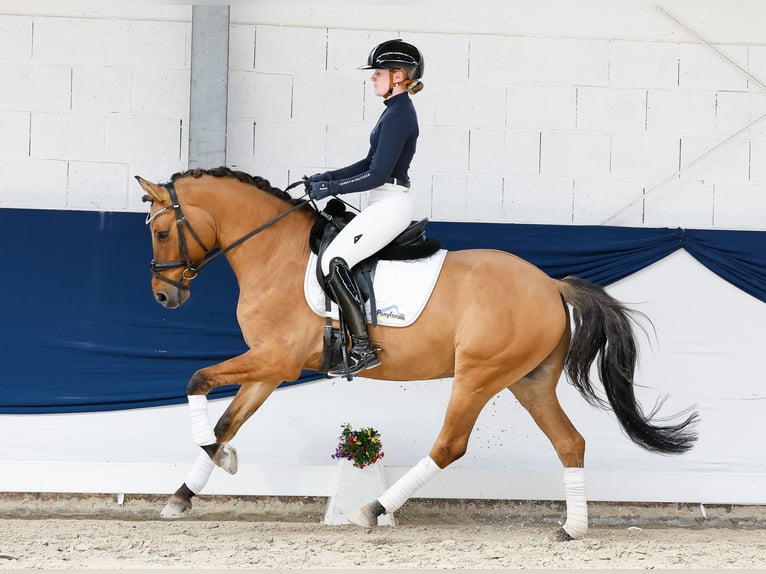 Niemiecki kuc wierzchowy Wałach 7 lat 148 cm Bułana in Marsberg