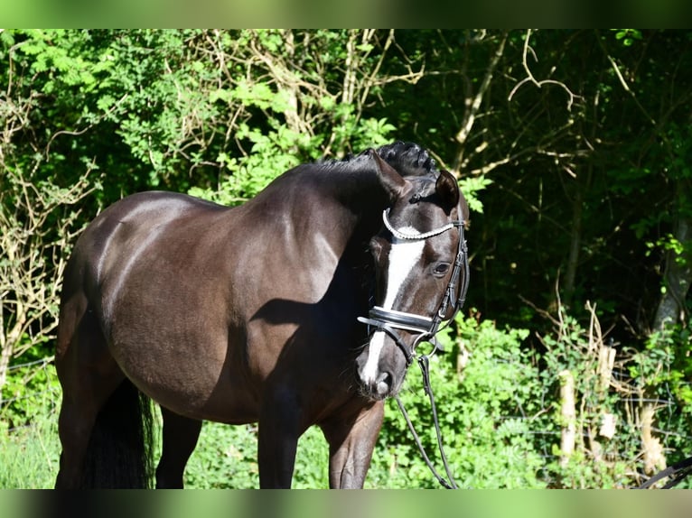 Niemiecki kuc wierzchowy Wałach 7 lat 148 cm Ciemnokasztanowata in Alfstedt