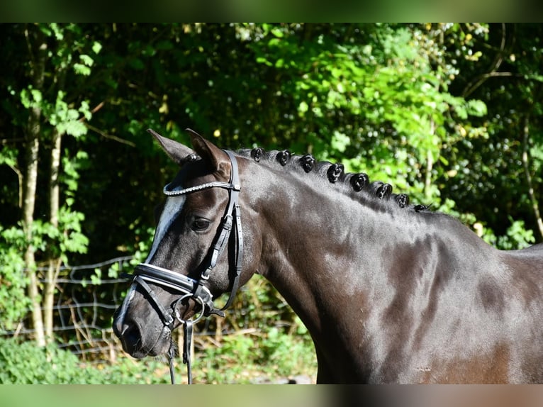 Niemiecki kuc wierzchowy Wałach 7 lat 148 cm Ciemnokasztanowata in Alfstedt