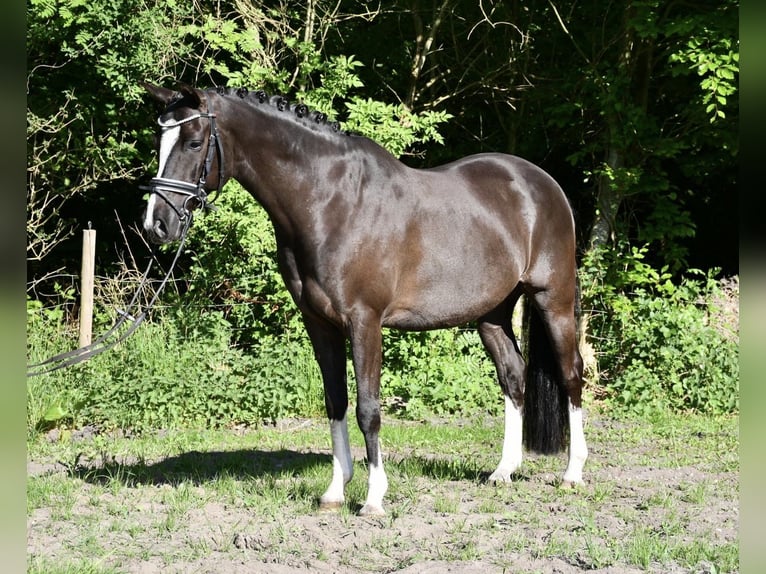 Niemiecki kuc wierzchowy Wałach 7 lat 148 cm Ciemnokasztanowata in Alfstedt