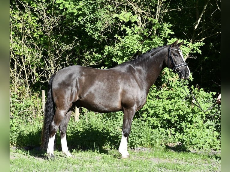 Niemiecki kuc wierzchowy Wałach 7 lat 148 cm Ciemnokasztanowata in Alfstedt
