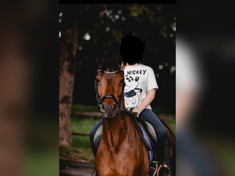 Niemiecki kuc wierzchowy Wałach 7 lat 148 cm Gniada in Kirchlengern