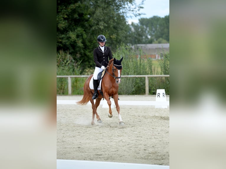 Niemiecki kuc wierzchowy Wałach 7 lat 148 cm Kasztanowata in Huccorgne