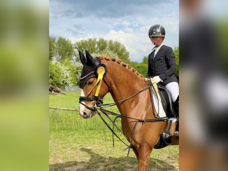 Niemiecki kuc wierzchowy Wałach 7 lat 148 cm Kasztanowata in Rheinbach