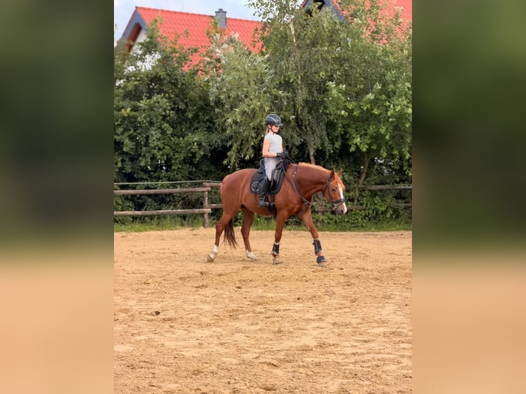 Niemiecki kuc wierzchowy Wałach 7 lat 148 cm Kasztanowata in Rheinbach