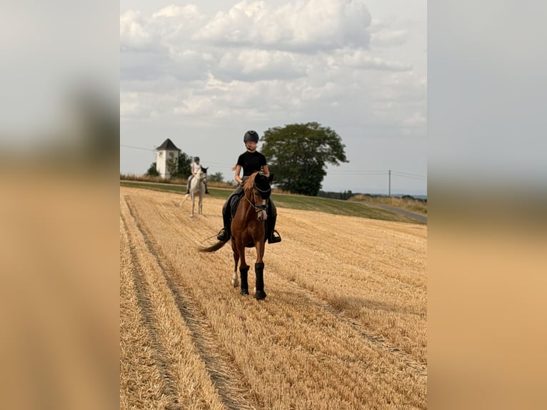 Niemiecki kuc wierzchowy Wałach 7 lat 148 cm Kasztanowata in Rheinbach