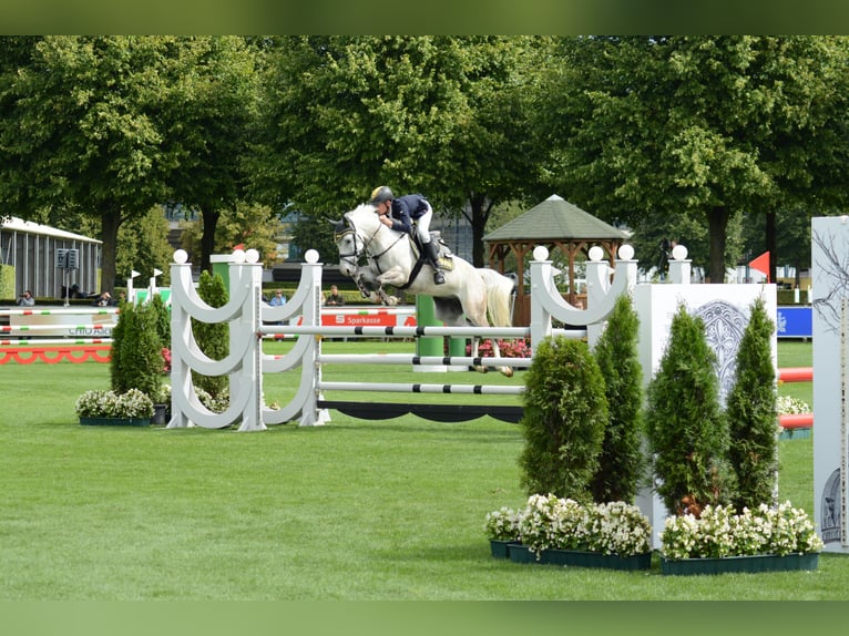 Niemiecki kuc wierzchowy Wałach 7 lat 148 cm Siwa in Ascheberg