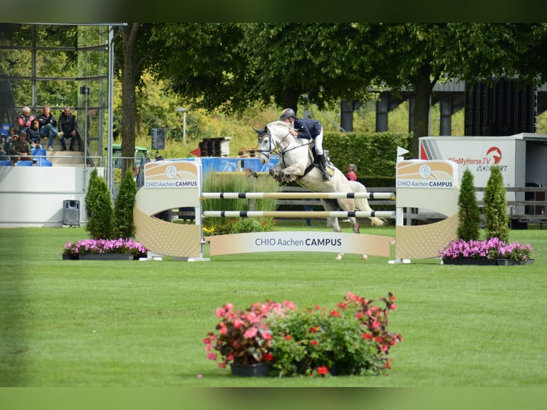 Niemiecki kuc wierzchowy Wałach 7 lat 148 cm Siwa in Ascheberg