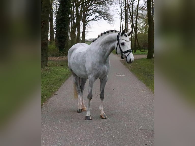 Niemiecki kuc wierzchowy Wałach 7 lat 148 cm Siwa in Recke, bei Osnabrück