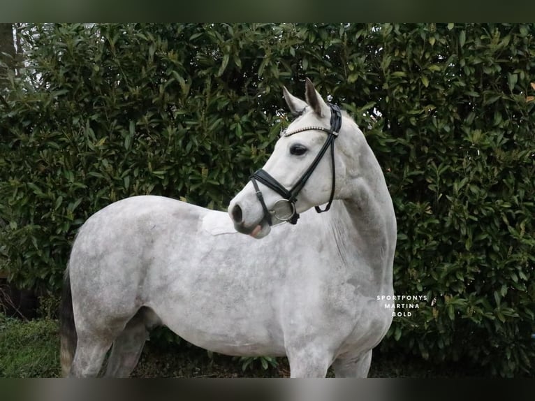 Niemiecki kuc wierzchowy Wałach 7 lat 148 cm Siwa in Recke, bei Osnabrück