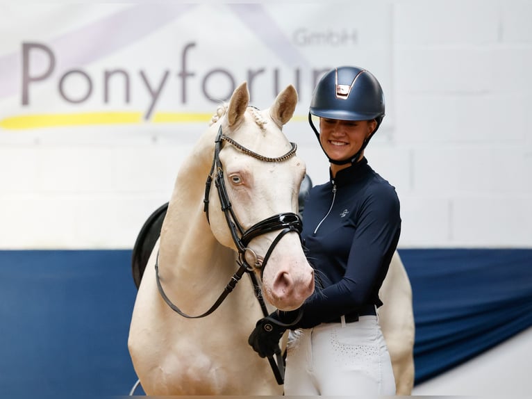 Niemiecki kuc wierzchowy Wałach 7 lat 149 cm Cremello in Marsberg