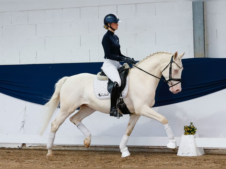 Niemiecki kuc wierzchowy Wałach 7 lat 149 cm Cremello in Marsberg