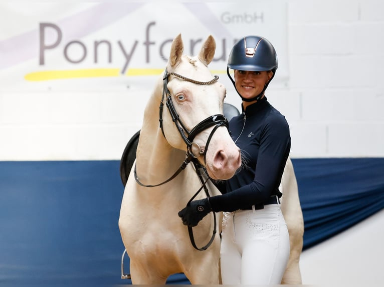 Niemiecki kuc wierzchowy Wałach 7 lat 149 cm Cremello in Marsberg
