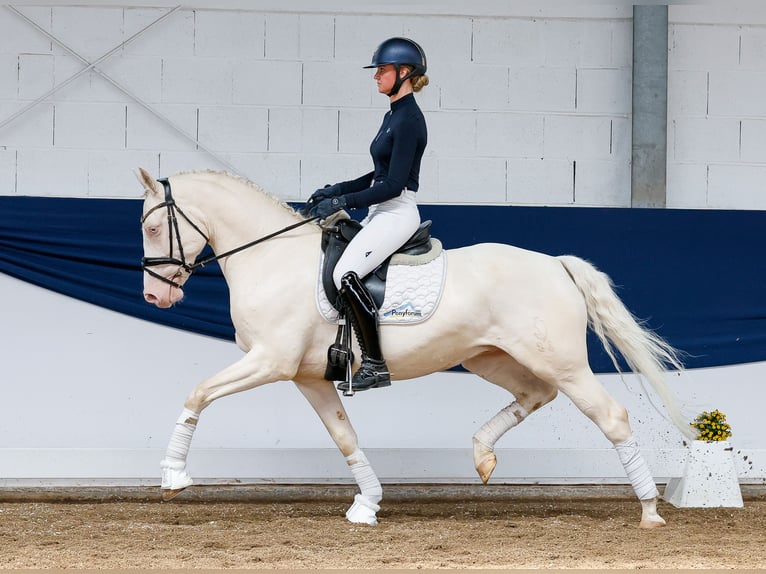 Niemiecki kuc wierzchowy Wałach 7 lat 149 cm Cremello in Marsberg