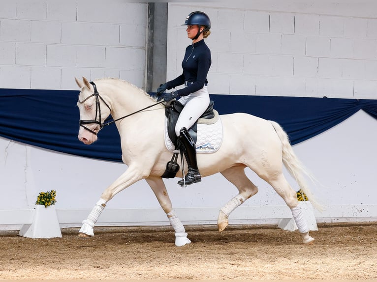 Niemiecki kuc wierzchowy Wałach 7 lat 149 cm Cremello in Marsberg