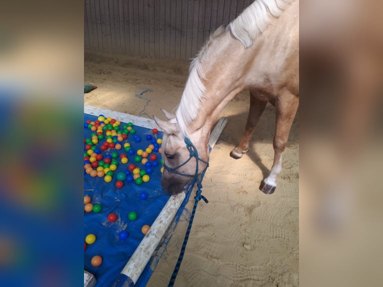 Niemiecki kuc wierzchowy Wałach 7 lat 152 cm Izabelowata in Kreuztal