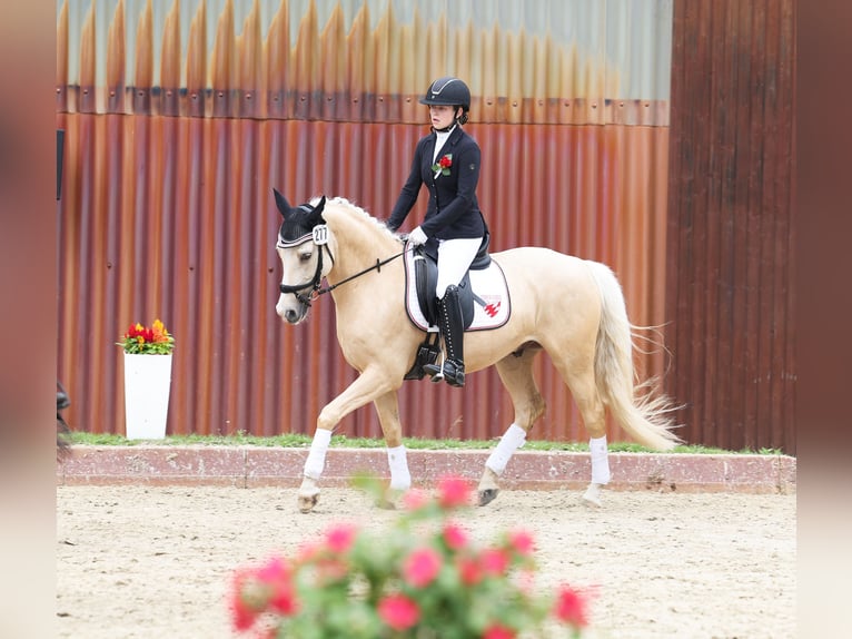 Niemiecki kuc wierzchowy Wałach 7 lat 153 cm Izabelowata in Martfeld