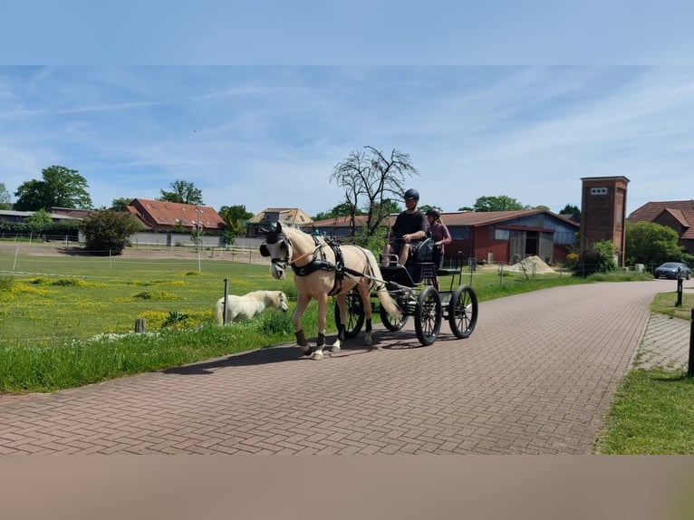 Niemiecki kuc wierzchowy Wałach 7 lat 153 cm Izabelowata in Martfeld