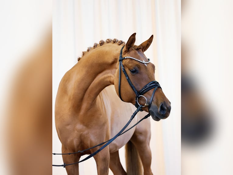 Niemiecki kuc wierzchowy Wałach 7 lat 158 cm Bułana in Marsberg