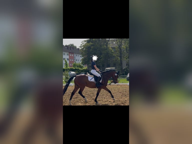 Niemiecki kuc wierzchowy Wałach 7 lat Gniada in Ratingen