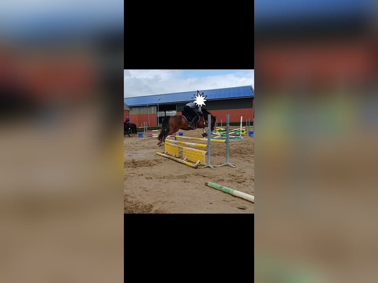 Niemiecki kuc wierzchowy Wałach 7 lat Gniada in Ratingen