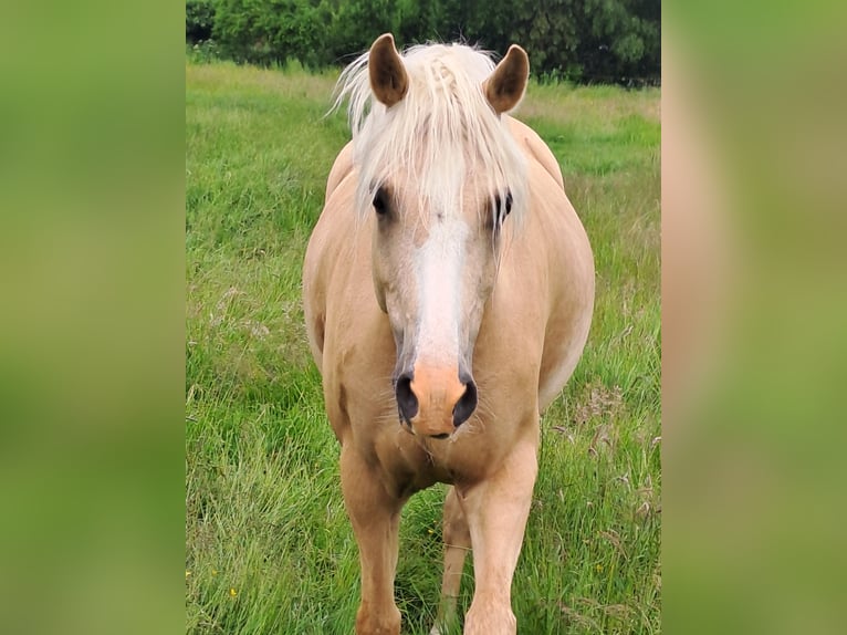 Niemiecki kuc wierzchowy Wałach 7 lat Izabelowata in Reinfeld (Holstein)