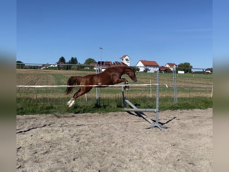 Niemiecki kuc wierzchowy Mix Wałach 8 lat 135 cm Cisawa in Deuerling