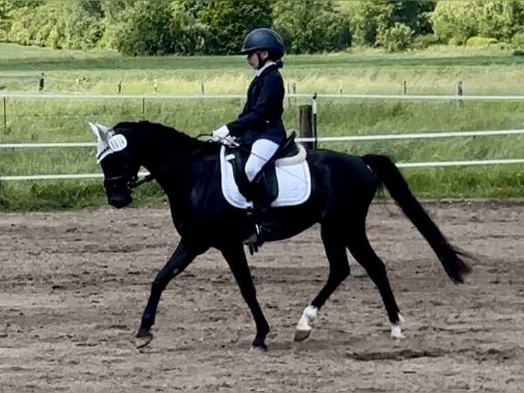 Niemiecki kuc wierzchowy Wałach 8 lat 140 cm Kara in Rosdorf