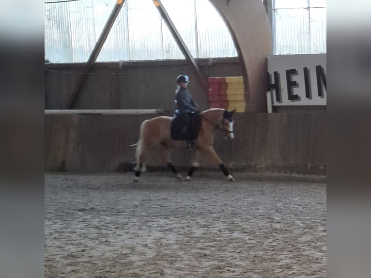Niemiecki kuc wierzchowy Wałach 8 lat 142 cm Izabelowata in Teningen