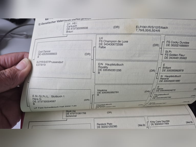 Niemiecki kuc wierzchowy Wałach 8 lat 142 cm Siwa in Rottweil