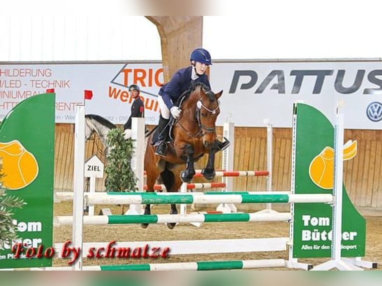 Niemiecki kuc wierzchowy Wałach 8 lat 144 cm Gniada in Marsberg