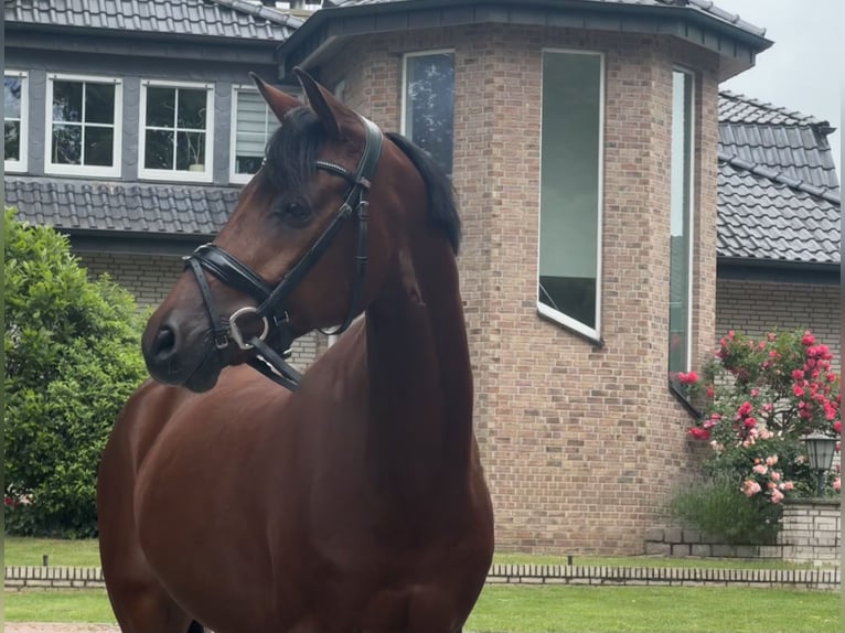 Niemiecki kuc wierzchowy Wałach 8 lat 145 cm Gniada in Dorsten
