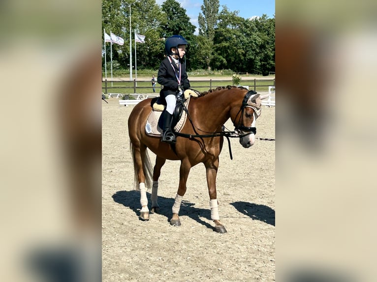Niemiecki kuc wierzchowy Wałach 8 lat 145 cm Kasztanowata in Quickborn