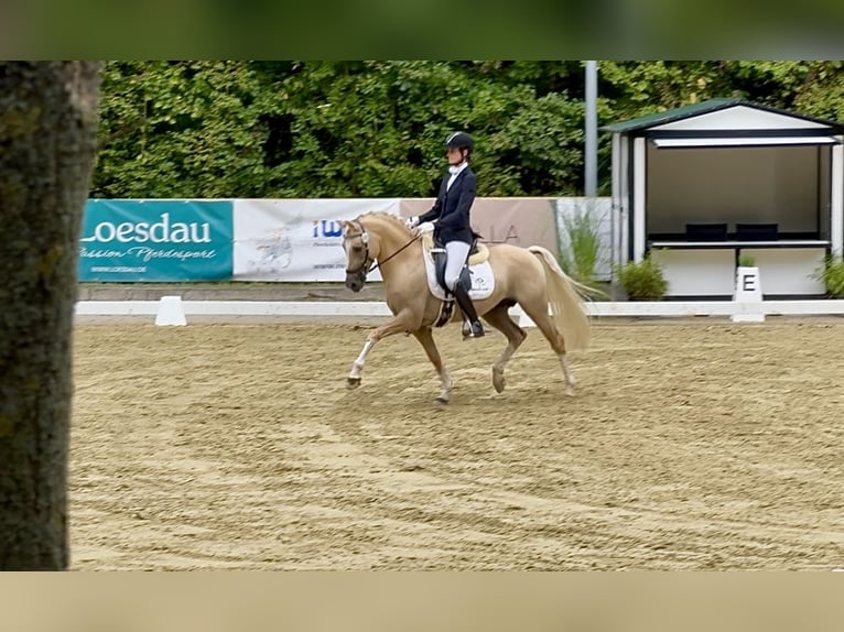 Niemiecki kuc wierzchowy Wałach 8 lat 146 cm Dunalino in Köln