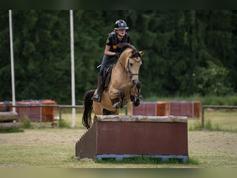 Niemiecki kuc wierzchowy Wałach 8 lat 147 cm Bułana in Steinheim am Albuch