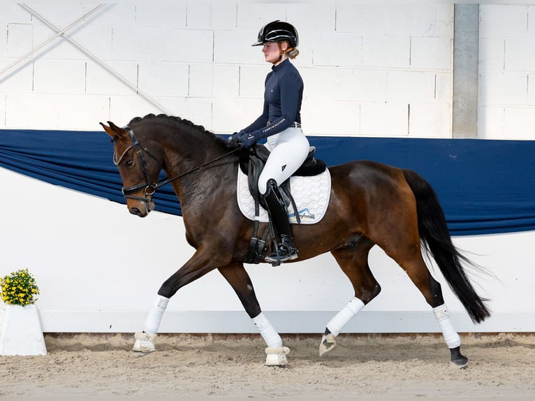 Niemiecki kuc wierzchowy Wałach 8 lat 147 cm Ciemnogniada in Marsberg