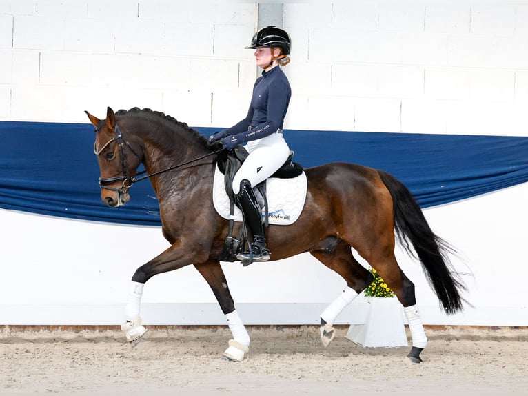 Niemiecki kuc wierzchowy Wałach 8 lat 147 cm Ciemnogniada in Marsberg