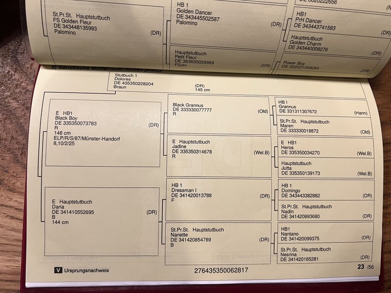 Niemiecki kuc wierzchowy Wałach 8 lat 148 cm Bułana in Marpingen