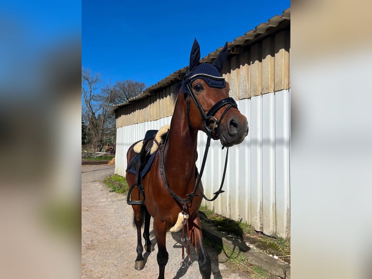 Niemiecki kuc wierzchowy Wałach 8 lat 148 cm Gniada in Gingen an der Fils