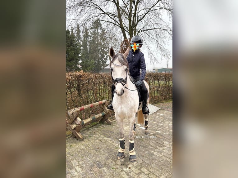 Niemiecki kuc wierzchowy Wałach 8 lat 148 cm Siwa jabłkowita in Friesoythe