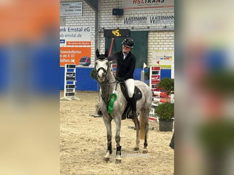 Niemiecki kuc wierzchowy Wałach 8 lat 148 cm Siwa jabłkowita in Friesoythe