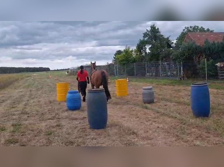 Niemiecki kuc wierzchowy Mix Wałach 8 lat 150 cm Gniada in Herzberg