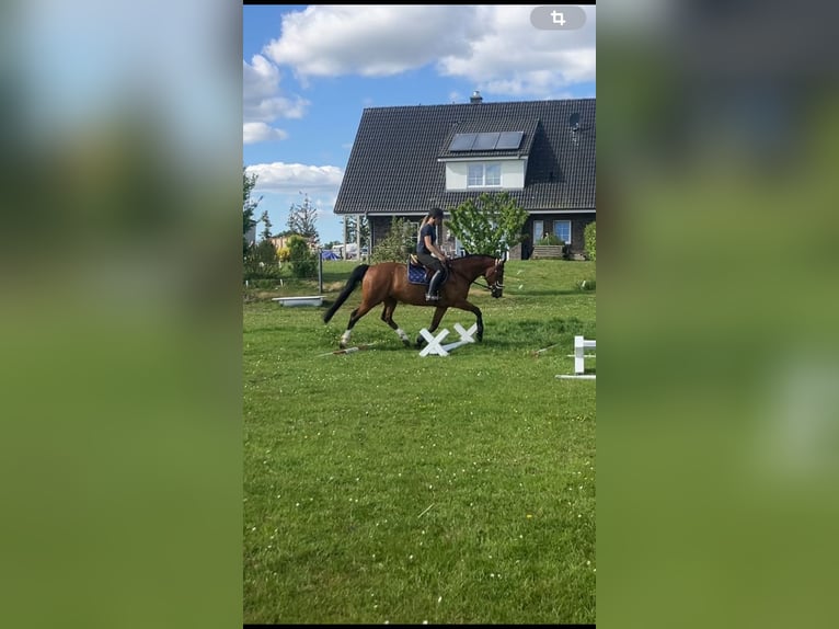 Niemiecki kuc wierzchowy Wałach 8 lat 150 cm Gniada in Breklum
