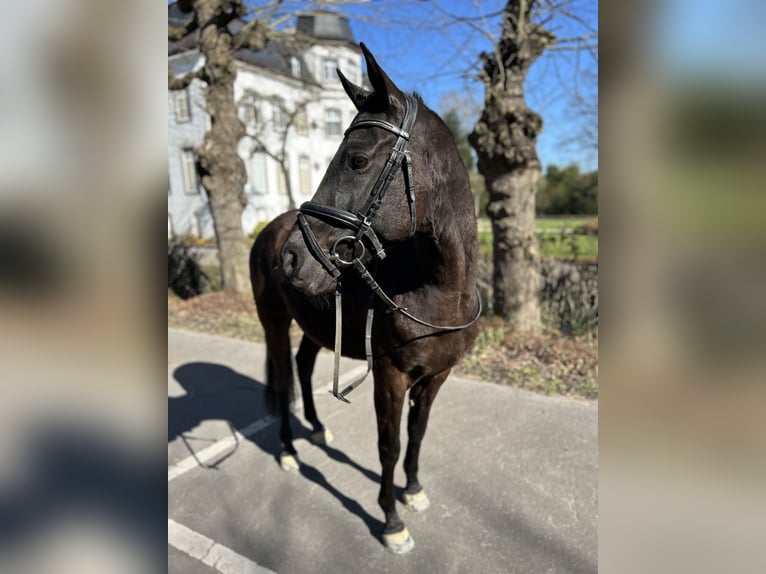 Niemiecki kuc wierzchowy Wałach 8 lat 150 cm Kara in Übach-Palenberg