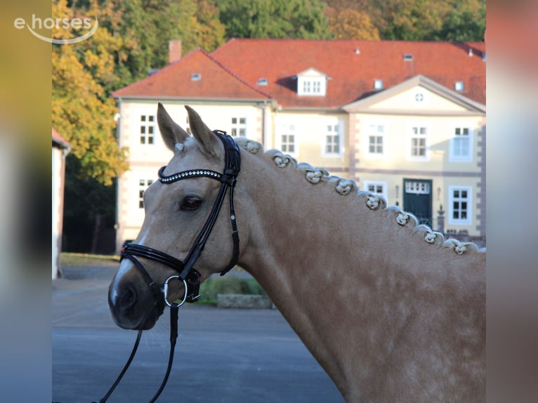 Niemiecki kuc wierzchowy Wałach 8 lat 152 cm Izabelowata in Nörten-Hardenberg