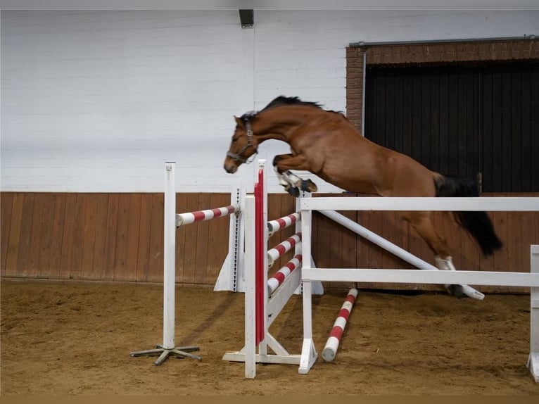 Niemiecki kuc wierzchowy Wałach 8 lat 153 cm Gniada in Wedemark